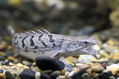bichir fish|How To Best Care For A Senegal Bichir: Diet, Size, and .